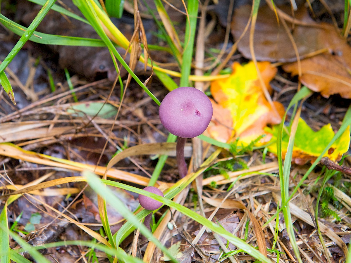 Egin Ogwen